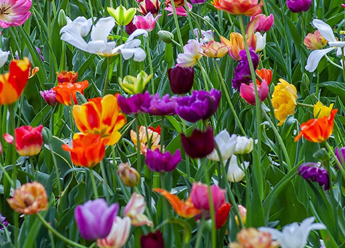 Buon equinozio di primavera: benvenuta stagione della rinascita!