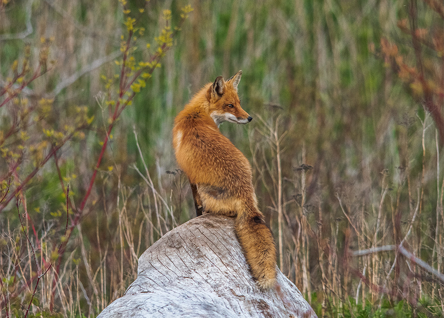 Giornata Mondiale della Fauna Selvatica: l'importanza di preservare la diversità biologica